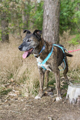 brown tiger striped dog big mixed animal shelter rescue adopted walk in the forest 