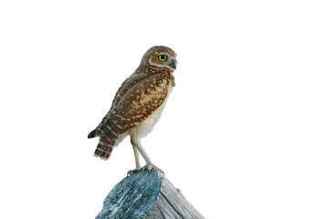 Burrowing Owl (Athene cunicularia) Photo, on a Transparent Background