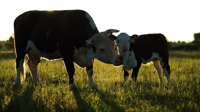 Mother cow licks calf during sunset sunrise
