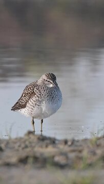 Face to face with the wood sandpiper in the wetlands (Tringa glareola)