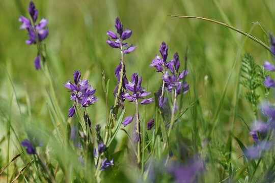 Close-up on the colorful purple to blue flower of the Common milkwort, Polygala vulgaris