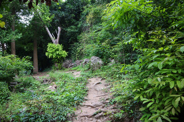 Hiking trail in the forest. Beautiful natural landscape in Thailand.