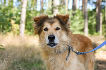fluffy mixed brown dog on a walk in the forest