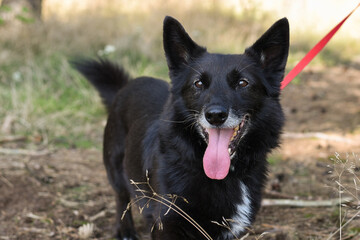 black and white shelter rescue dog