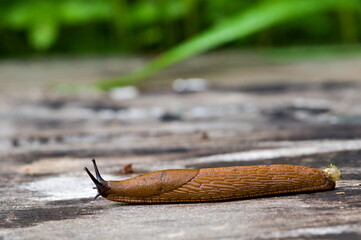 Arion Vulgaris aka Spanish slug. The most Invading animal in Europe and the biggest enemy of every gardener. Czech republic nature.