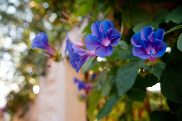Blue and pink flowers of ipomoea blossoming in garden