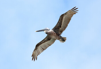 Pelican Flying Over Caribbean Island
