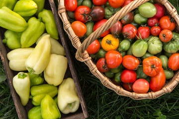 Freshly harvested colorful tomato, pepper and cucumber in basket and wooden box on grass close up. Organic vegetables, harvest in garden