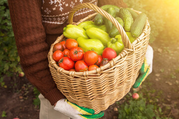 Farmer with organic vegetable harvest in sunlight. Freshly harvested tomato, pepper and cucumber in basket in farmer hands close up. Eco bio vegetables