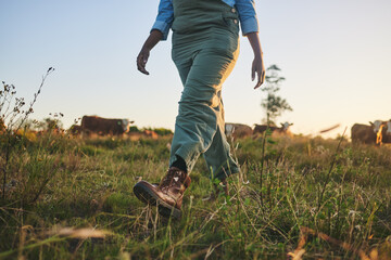 Feet, grass and farmer walking on a field of a livestock farm for sustainable agriculture in the outdoor morning sunrise. Eco, legs and person ready for agro or organic harvest in nature countryside