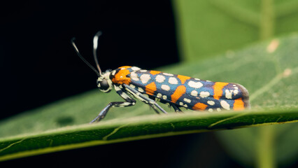 Details of a cute orange brown and black Harlequin Cigarette Moth. atteva pustulella