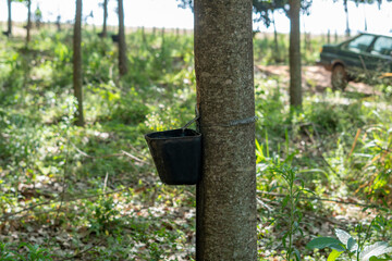 Rubber tree latex collection pot