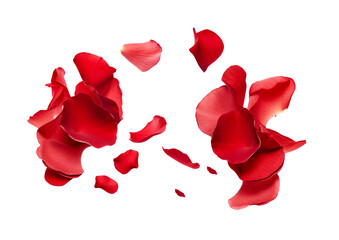 red rose flower petals scattered. - obrazy, fototapety, plakaty