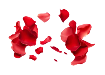Foto auf Glas red rose flower petals scattered. © Mynn Shariff