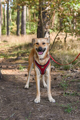 brown dog on a walk in the forest on a sunny day