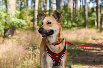 brown dog on a walk in the forest on a sunny day