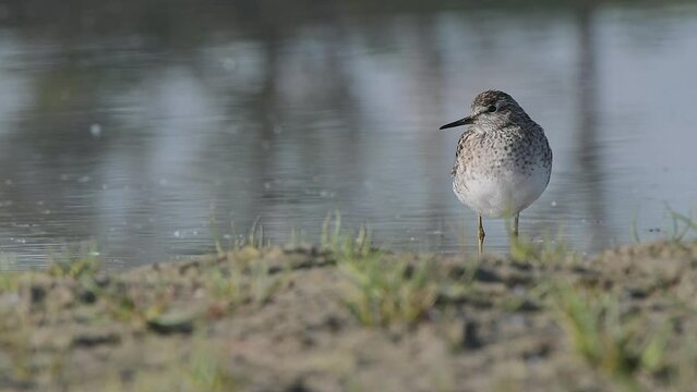 Resting time for the wood sandpiper (Tringa glareola)