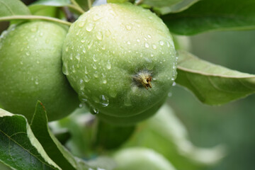 The green apples on the tree with raindrops. Fresh organic fruits.