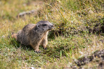 Naklejka na ściany i meble Closeup young Alpine marmot - Marmota marmota - in grass at Davos in the Swiss Alps, Switzerland
