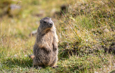 Closeup young Alpine marmot - Marmota marmota - in grass at Davos in the Swiss Alps, Switzerland
