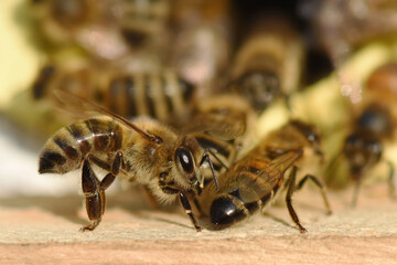 Colony of domestic western honey bee (Apis mellifera). Eusocial flying insects.