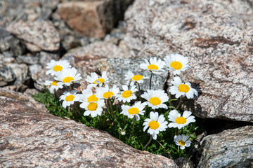 Alpine flower Leucanthemopsis alpina - alpine moon daisy, near Davos, Switzerland