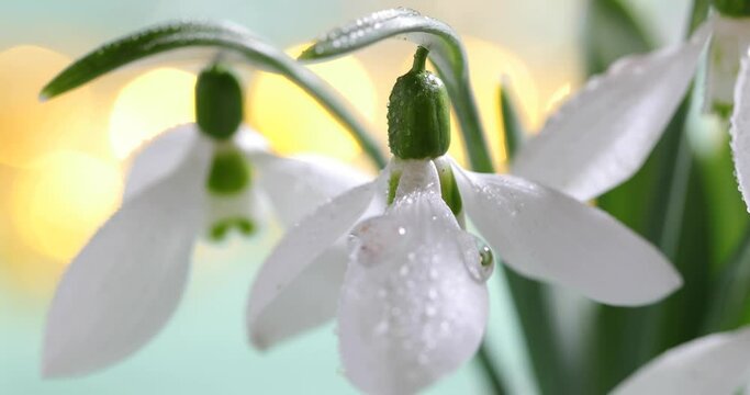 Close-up of snowdrops with falling rain drops
