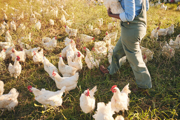 Chicken farmer, person walking and field with flock, outdoor and organic product with sustainable care for livestock. Poultry expert, grass and land for birds in nature, countryside and agriculture