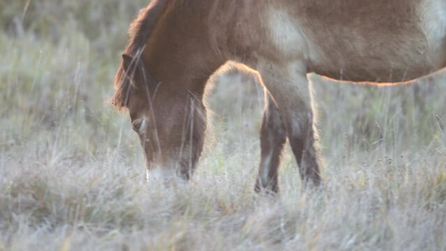 Closeup sunlit wild exmoor pony horse walking around meadow on the middle of pasture area in late autumn nature habitat in Milovice, Czech republic. Protected animals considered as horse ancestor