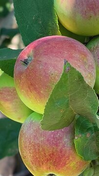 Large apples with a red barrel on an apple branch in summer. Growing organic apples in the garden, harvesting apples and fruits.