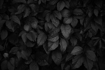 Black and white natural background dense foliage.