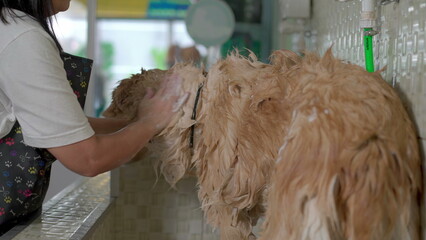Woman washing large Dog at Pet Shop grooming process. A female employee of small business bathing...