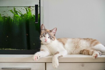 Cat looking at camera laying against the fish tank at home. Pets compatibility.