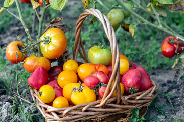 Basket full of tomatoes near tomatoes plants.