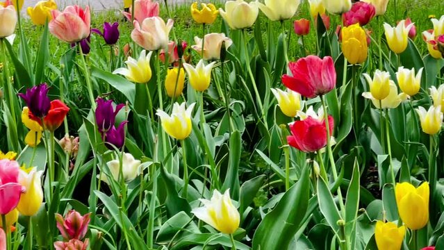Beautiful blooming colourful tulips flowers in the countryside garden, nature and gardening, slow motion
