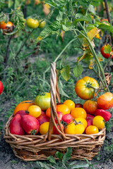 Basket full of tomatoes near tomatoes plants.