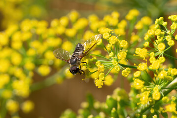 Hover Fly of the Genus Villa on Dill Plant Flowers