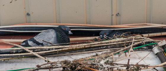 A pair of pigeons made a nest under the roof.