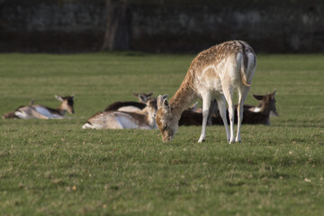 Herd of young deer in the park on a sunny day.