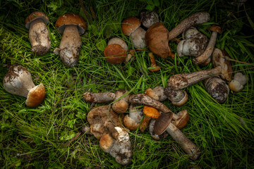 Mushrooms for food bio nature cleaning in exterior of fresh summer mountains