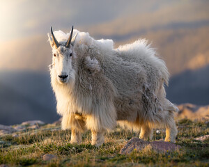 Mountain goat - oreamnos americanus - standing in evening sunlight Mount Blue Sky, Colorado