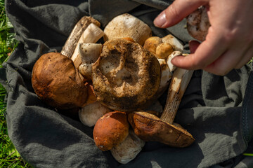 Mushrooms for food bio nature cleaning in exterior of fresh summer mountains