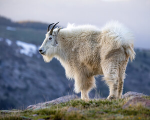 Mountain goat - oreamnos americanus - standing at ledge with mountains in background Mount Blue...