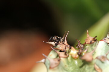 araignée sauteuse sur une plante verte curieuse heliophanus cupreus