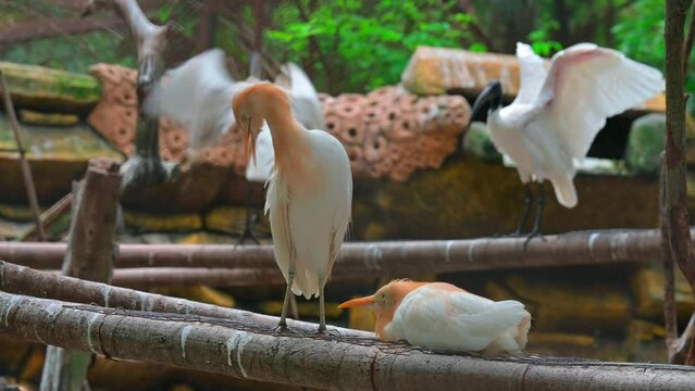 portrait of a bird bubulcus ibis on a tree trunk
