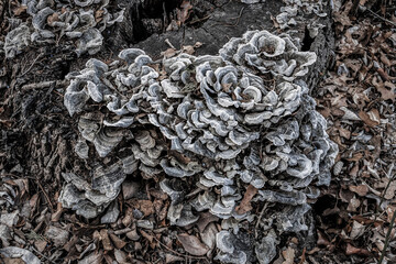 False Turkey Tail Mushrooms