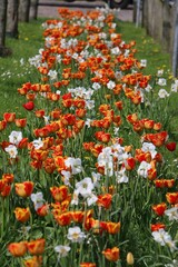 pretty long colorful flower bed with red orange tulips and white daffodils