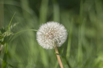 Closed Bud of a dandelion. Dandelion white flowers in green grass. 