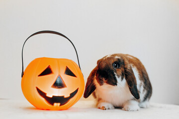 Portrait of cute lop eared dwarf rabbit wearing halloween hat with candy bucket jack lantern