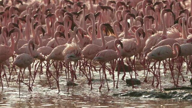 Flocks of Lesser flamingos moving at lake Bogoria 
